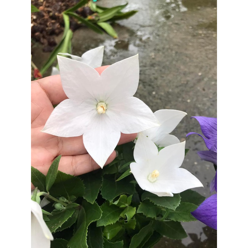 Cây hoa cát cánh / Balloon flower