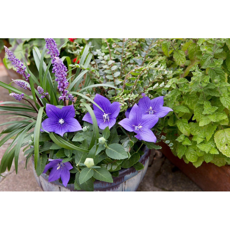 Cây hoa cát cánh / Balloon flower