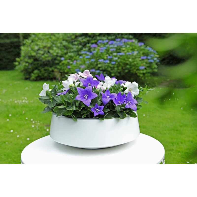 Cây hoa cát cánh / Balloon flower