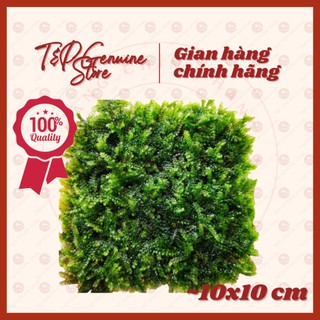 Rêu thuỷ sinh Mini Taiwan - Dán lũa, Làm tường rêu, Tạo thảm rêu, Nuôi tép