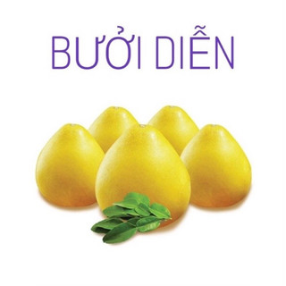 Cây giống bưởi diễn(1bầu cây)