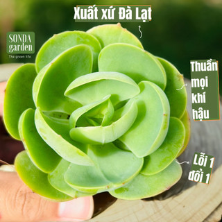 Sen đá bèo má đào SONDA GARDEN size bé 5-8cm lỗi 1 đổi 1 cây cảnh trang trí nhà cửa