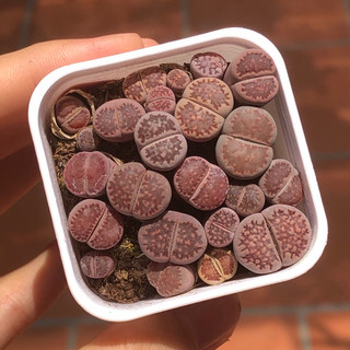 Chậu sen đá thạch lan tím (sen đá mông, lithops) size chậu 5cm