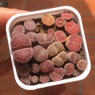 Chậu sen đá thạch lan tím size chậu 5cm