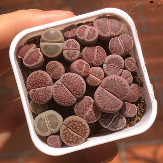 Chậu sen đá thạch lan tím (sen đá mông, lithops) size chậu 5cm