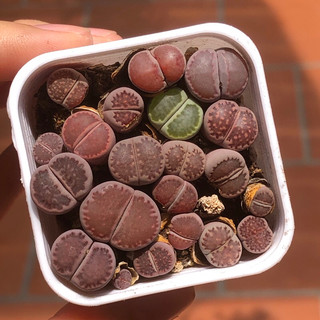 Chậu sen đá thạch lan tím (sen đá mông, lithops) size chậu 5cm