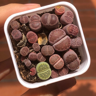 Chậu sen đá thạch lan tím (sen đá mông, lithops) size chậu 5cm