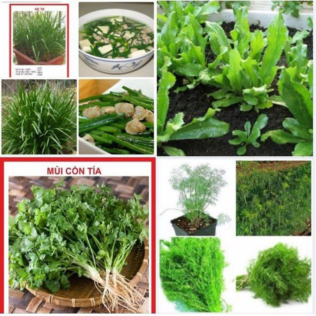 Hạt giống rau thơm, rau gia vị Hồng Thanh Garden