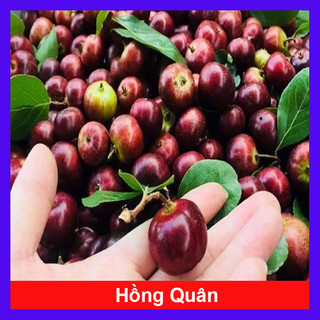 Cây Hồng Quân - cây chuẩn giống có nhiều nhánh, cây cao 30cm