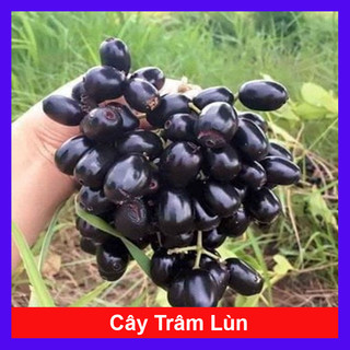 Cây trâm lùn cho trái siêu sớm, cây cao 40cm
