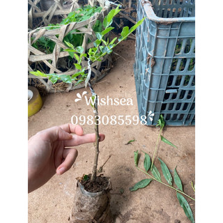 cây táo đỏ tân cương (cây hồng táo)