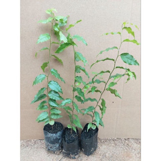 Cây giống Hồng quân(1caay)