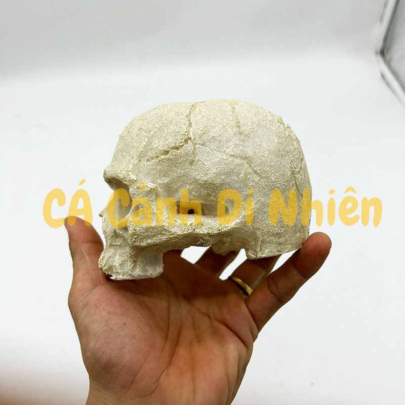 Mô hình đầu lâu làm tiểu cảnh trang trí hồ cá thủy sinh nuôi bò sát