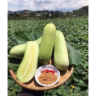 Hạt giống dưa chuột khổng lồ (50hạt)