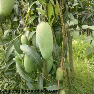 Cây giống xoài thái (1cay)