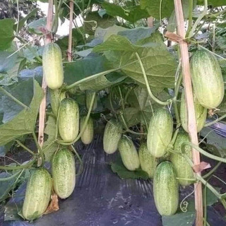Hạt giống dưa chuột khổng lồ (50hạt)