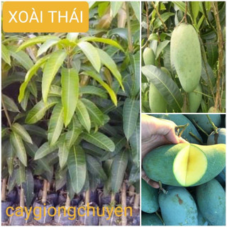 Cây giống xoài thái