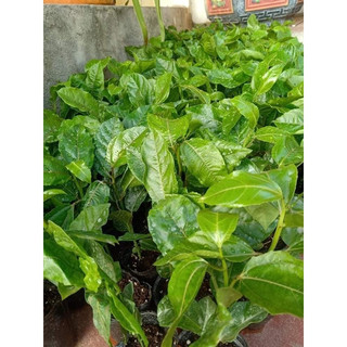 Cây giống cây chanh leo chuối nam mỹ