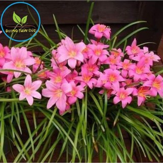 Củ giống hoa huệ mưa hồng bông to khủng