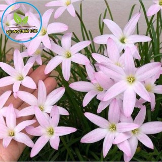 Củ hoa huệ mưa thái first love siêng hoa, dễ trồng