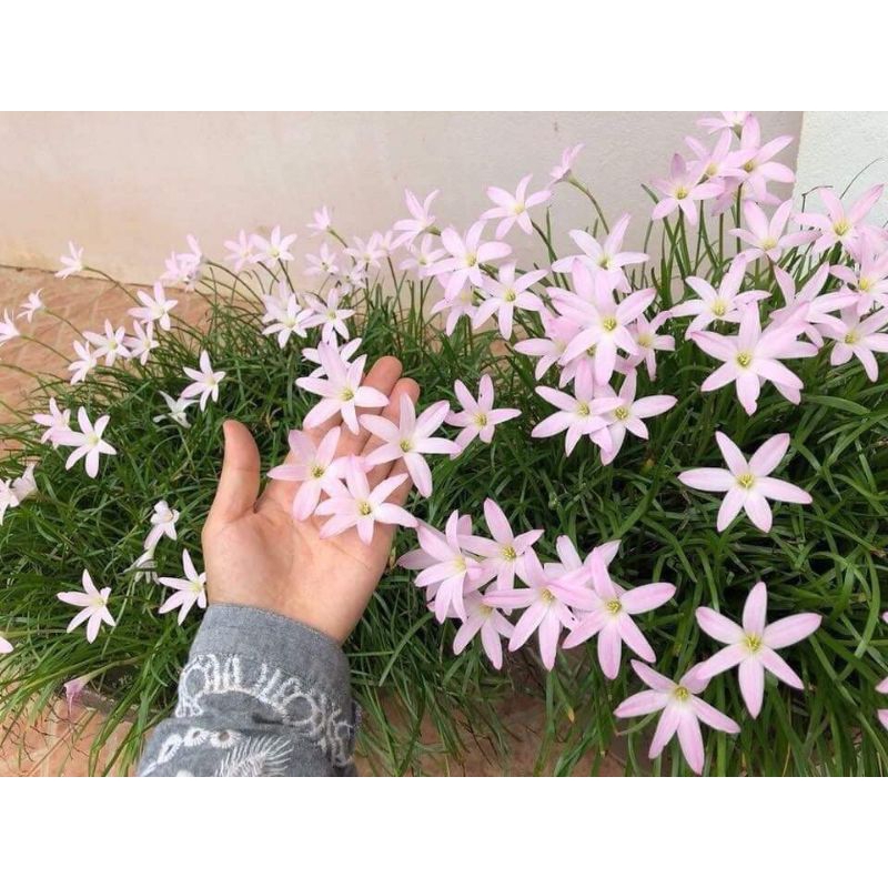 Củ hoa huệ mưa thái first love siêng hoa, dễ trồng