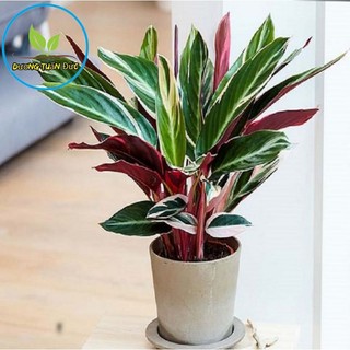 Cây chuối hoàng yến để bàn