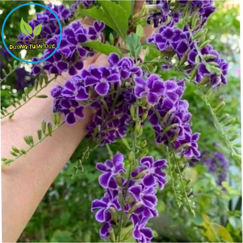 Cây giống hoa chuỗi ngọc thái