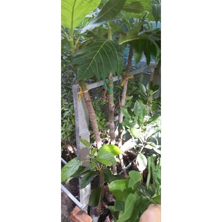 Cây sa kê mới về.