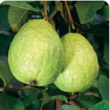 Cây Giống Ổi Sẻ (CÂY GIỐNG BAN MÊ XANH)