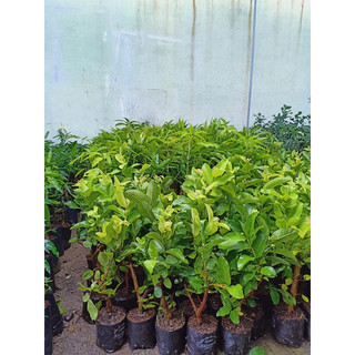 Cây Giống Ổi Sẻ (CÂY GIỐNG BAN MÊ XANH)