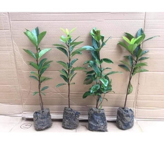 Cây Giống Ổi Sẻ (CÂY GIỐNG BAN MÊ XANH)