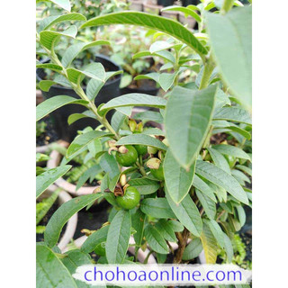 Cây Giống Ổi Sẻ (CÂY GIỐNG BAN MÊ XANH)