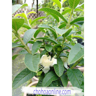 Cây Giống Ổi Sẻ (CÂY GIỐNG BAN MÊ XANH)