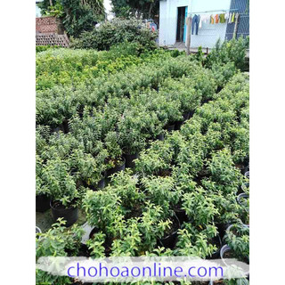 Cây Giống Ổi Sẻ (CÂY GIỐNG BAN MÊ XANH)