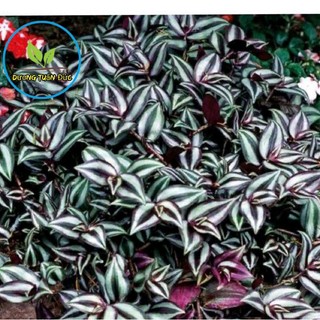 bó thài lài tía lá rất đẹp, cây khỏe dễ trồng lắm ạ, cắm cành là lên