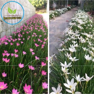 cây huệ mưa trắng, hồng_củ tóc tiên