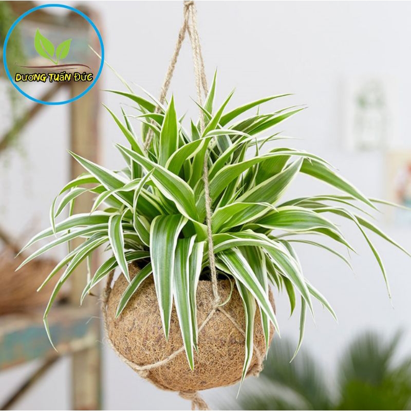 combo khóm cây lan nhện, cây dây nhện