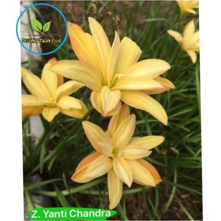 Củ huệ mưa kép vàng yanti chandra siêng hoa,dễ trồng