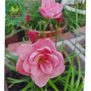 hoa huệ mưa hồng kép (turadog) tóc tiên kép bông to,rất siêng hoa