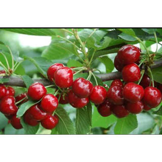 Cây giống cherry brazil