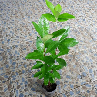 Cây giống cherry brazil (Cherry khía (CÂY GIỐNG BAN MÊ XANH)