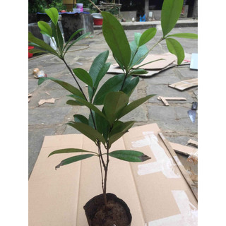 Cây giống cherry brazil (Cherry khía (CÂY GIỐNG BAN MÊ XANH)