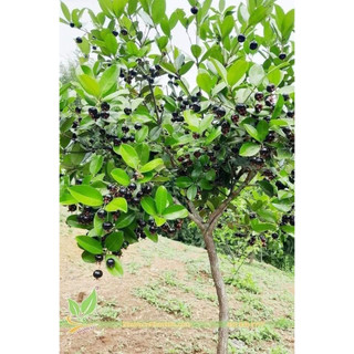 Cây giống cherry brazil (Cherry khía (CÂY GIỐNG BAN MÊ XANH)