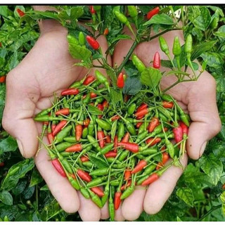Cây ớt xiêm xanh
