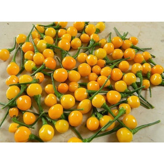 Cây Ớt Giống Peru (CÂY GIỐNG BAN MÊ XANH)