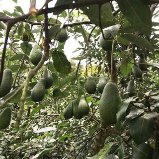 Cây giống bơ Fuerte siêu sớm