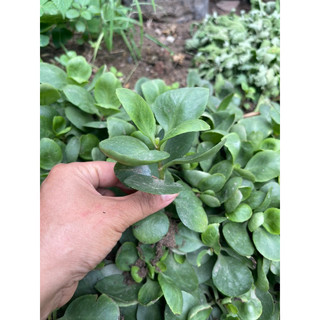 Cây giống hoa sống đời ( cây bỏng ta, cây thuốc bỏng)