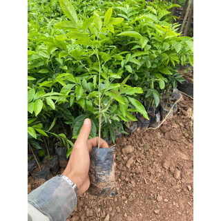 Set 5 cây giống mắc mật, cây đẹp sum lá