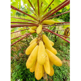 Cây giống đu đủ vàng