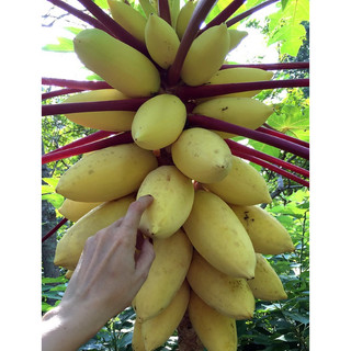 Cây giống đu đủ vàng (CÂY GIỐNG BAN MÊ XANH)